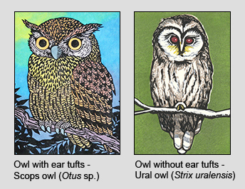 Popular owls